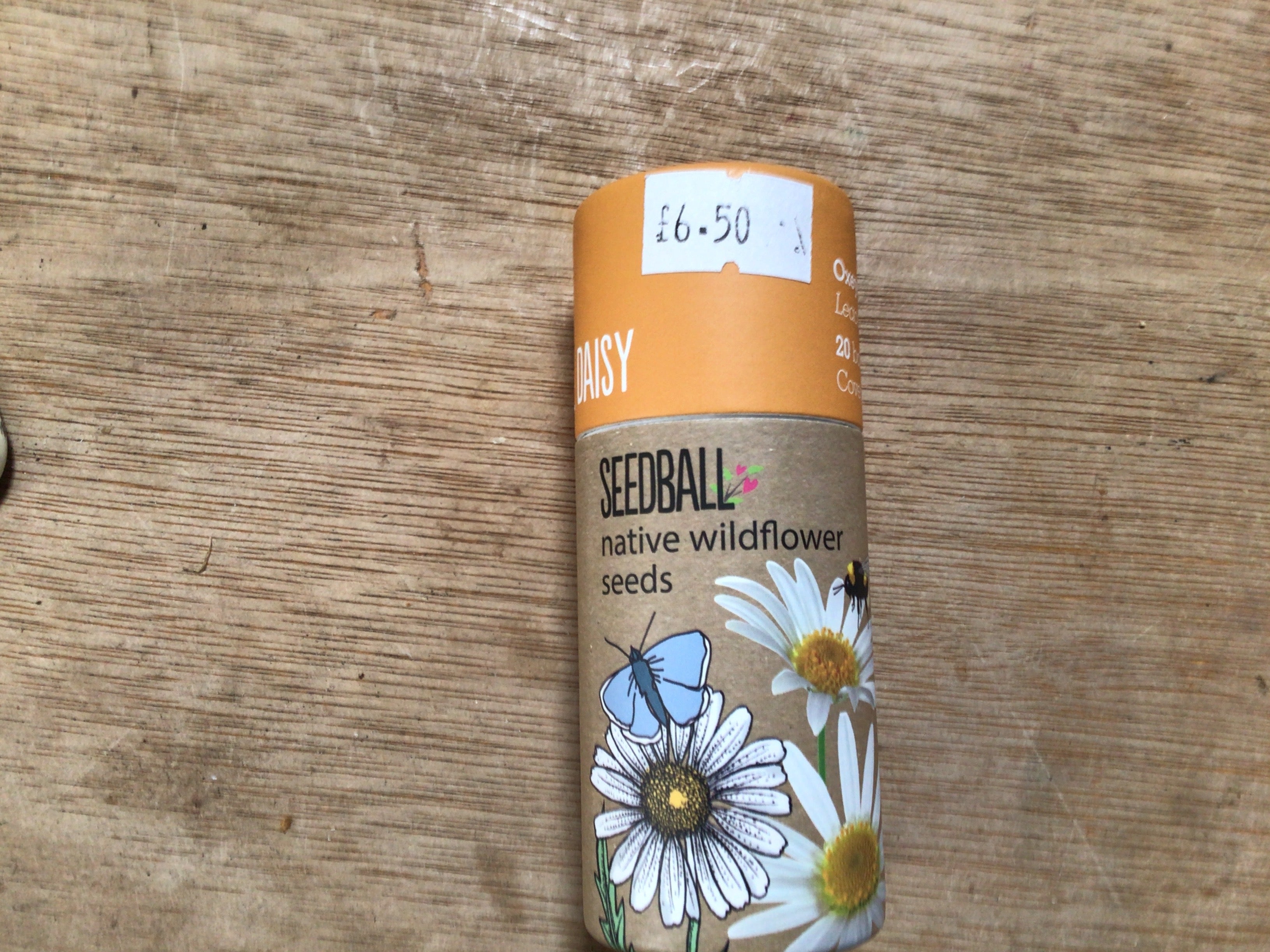 Oxeye daisy seedball