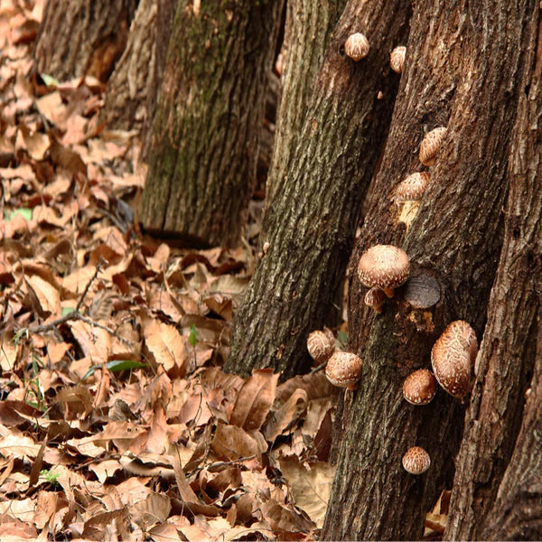 Shiitake Mushroom Log Grow Kit