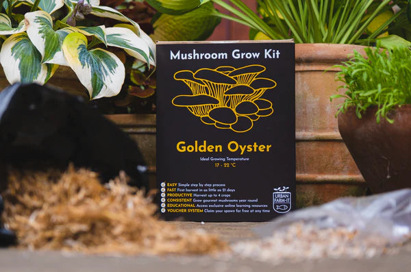 Golden Oyster Mushroom Grow Kit