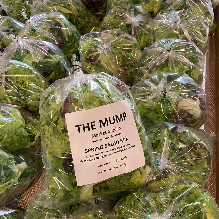Spring lettuce Mix